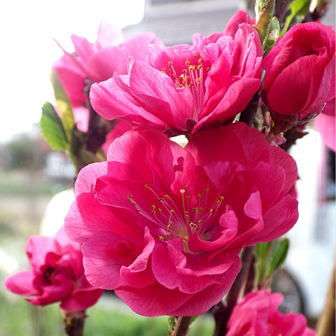 濃いピンク色の花 おしゃれ 完全無料画像検索のプリ画像 Bygmo