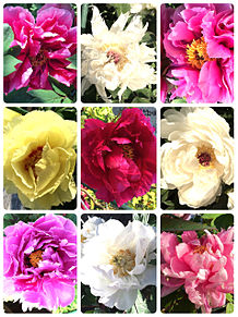 牡丹ぼたん9種 花 おしゃれの画像(ぼたんに関連した画像)