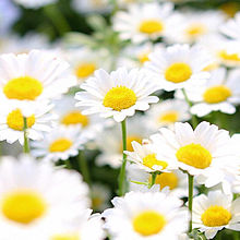 白い花 おしゃれの画像6点 完全無料画像検索のプリ画像 Bygmo