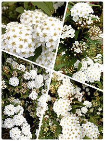 きれいなコデマリ小手毬（鈴懸の花）の画像(デマに関連した画像)