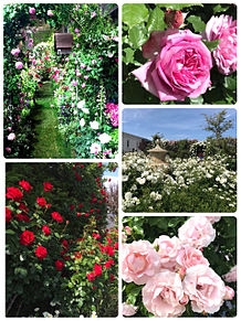 横浜ローズガーデンのバラたち おしゃれの画像(ローズガーデンに関連した画像)