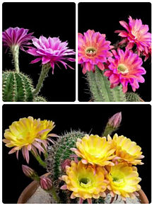 美しいサボテンの花の画像(サボテンの花に関連した画像)