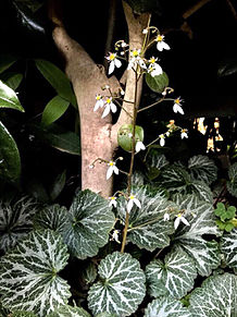 ユキノシタ 雪の下の花の画像(雪の下に関連した画像)