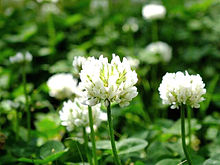 シロツメクサ白詰草 花言葉 約束 きれいな花の画像(シロツメクサ 花言葉に関連した画像)