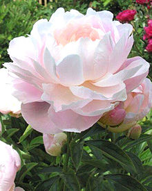 牡丹 の花の画像8点 完全無料画像検索のプリ画像 Bygmo