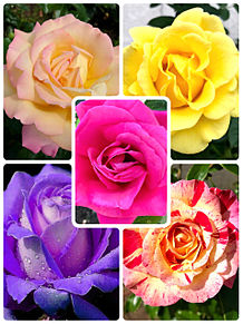 バラ5種 きれいな花の画像(きれいなに関連した画像)