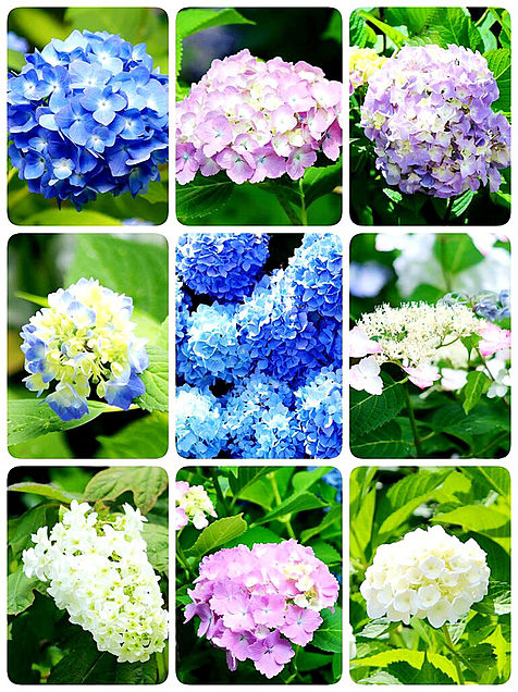 美しい紫陽花9種 きれいな花 完全無料画像検索のプリ画像 Bygmo
