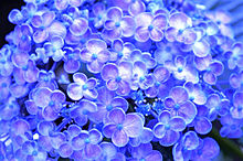 きれいな紫陽花 おしゃれの画像(きれいなに関連した画像)
