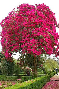 美しい石楠花シャクナゲの木の画像(シャクナゲに関連した画像)