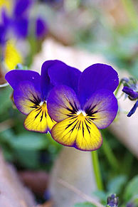 きれいなスミレの花の画像(きれいなに関連した画像)