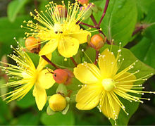 ヒペリカム きれいな黄色い花の画像(きれいなに関連した画像)