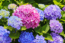 紫陽花の画像1557点 完全無料画像検索のプリ画像 Bygmo