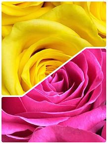 黄色とピンクのきれいなバラの画像(きれいなに関連した画像)