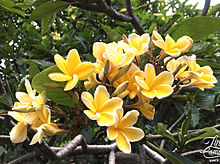ハワイの美しいプルメリアの画像(プルメリアに関連した画像)