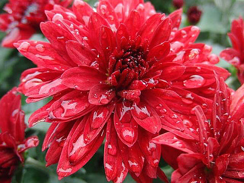 赤い色の菊 花言葉 愛情・あなたを愛していますの画像 プリ画像