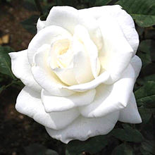 美しい白バラ 花言葉 相思相愛の画像(花言葉 バラ 白に関連した画像)
