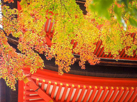 紅葉の永観堂 京都の画像 プリ画像