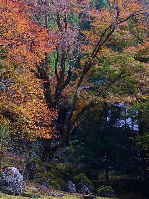 紅葉の永観堂 京都の画像 プリ画像