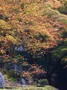 紅葉の永観堂 京都の画像(京都 紅葉に関連した画像)