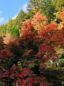 紅葉の永観堂 京都の画像(紅葉に関連した画像)