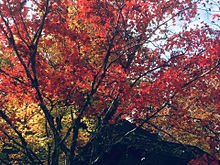 紅葉の永観堂 京都の画像(京都に関連した画像)
