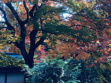 紅葉の永観堂 京都の画像(京都 紅葉に関連した画像)
