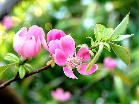 美しいカリン、榠樝、花梨の花 花言葉 努力の画像 プリ画像