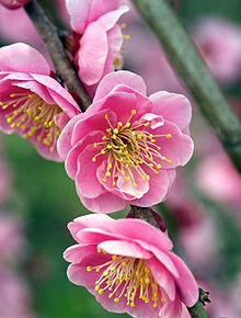 梅の花の画像点 3ページ目 完全無料画像検索のプリ画像 Bygmo