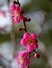 梅 の花の画像177点 12ページ目 完全無料画像検索のプリ画像 Bygmo