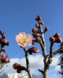 ピンク色の梅の花の画像(ピンク色に関連した画像)