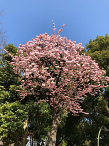 カンザクラ 寒桜の画像(寒桜に関連した画像)