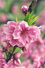 桃の花の画像46点 完全無料画像検索のプリ画像 Bygmo