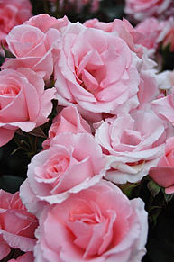 ピンクのバラ 薔薇 花言葉 満足  ハートいいねを押してね！の画像(満足に関連した画像)