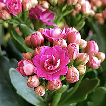 頭の良くなる花カランコエ 花言葉 幸福を告げる  いいねしてねの画像(カランコエ 花言葉に関連した画像)