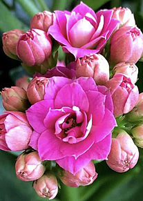 頭の良くなる花カランコエ 花言葉 幸福を告げる  いいねしてねの画像(カランコエ 花言葉に関連した画像)