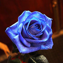 青いバラ 薔薇 花言葉 可能性  ハートのいいねを押してね！の画像(青いバラに関連した画像)