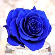 青い薔薇の画像点 完全無料画像検索のプリ画像 Bygmo