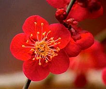 梅の 花の画像118点 4ページ目 完全無料画像検索のプリ画像 Bygmo