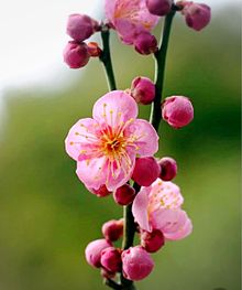 梅の花の画像91点 2ページ目 完全無料画像検索のプリ画像 Bygmo