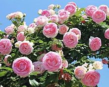 ピンク 薔薇の画像1633点 完全無料画像検索のプリ画像 Bygmo
