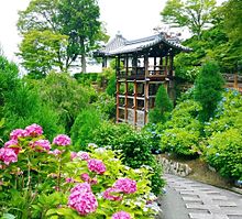 京都　洛西　善峯寺のアジサイ　紫陽花　写真右下のハートを押してねの画像(紫陽花 京都に関連した画像)