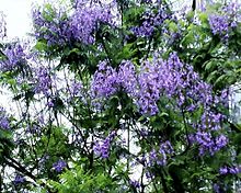 ジャガランダ  紫雲木、桐擬   写真右下のハートを押してねの画像(紫 ハートに関連した画像)