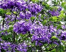 ジャガランダ  紫雲木、桐擬   写真右下のハートを押してねの画像(紫 ハートに関連した画像)