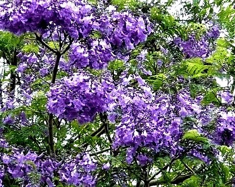 ジャガランダ  紫雲木、桐擬   写真右下のハートを押してねの画像 プリ画像