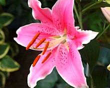 ピンク色のユリの花  写真右下のハートを押してねの画像(ピンク色に関連した画像)