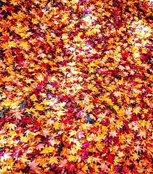 紅葉、黄葉の落ち葉  写真右下のハートを押してねの画像(落ち葉に関連した画像)