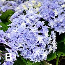 ハート 紫陽花の画像159点 完全無料画像検索のプリ画像 Bygmo