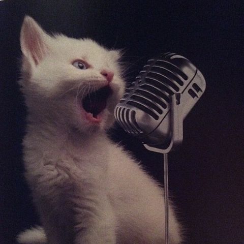 歌っている猫ちゃんの画像(プリ画像)
