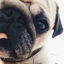 かわいい パグ 犬の画像58点 完全無料画像検索のプリ画像 Bygmo