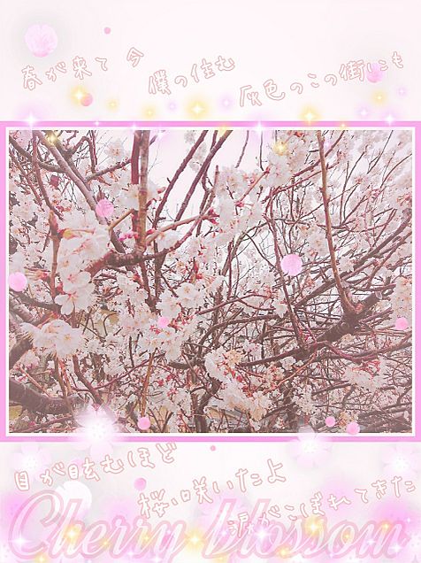 桜､咲いたよの画像(プリ画像)